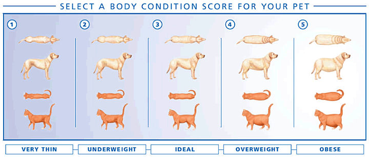 Body condition Score in dogs and cats