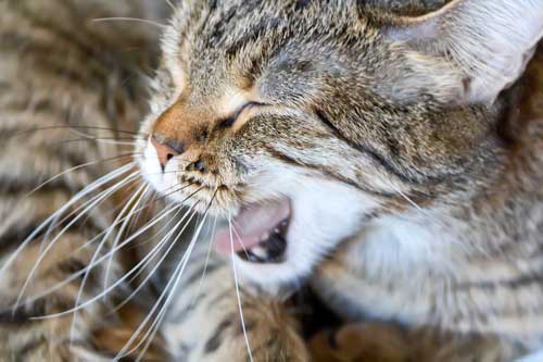 When should I be worried about my cat's coughing?