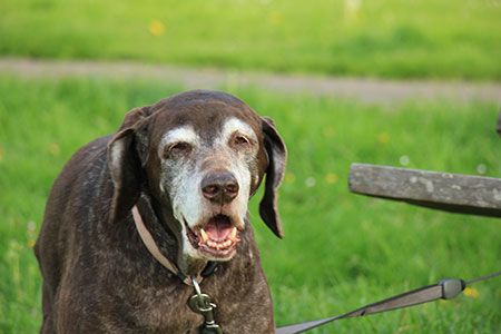 how old must a dog be to be considered old