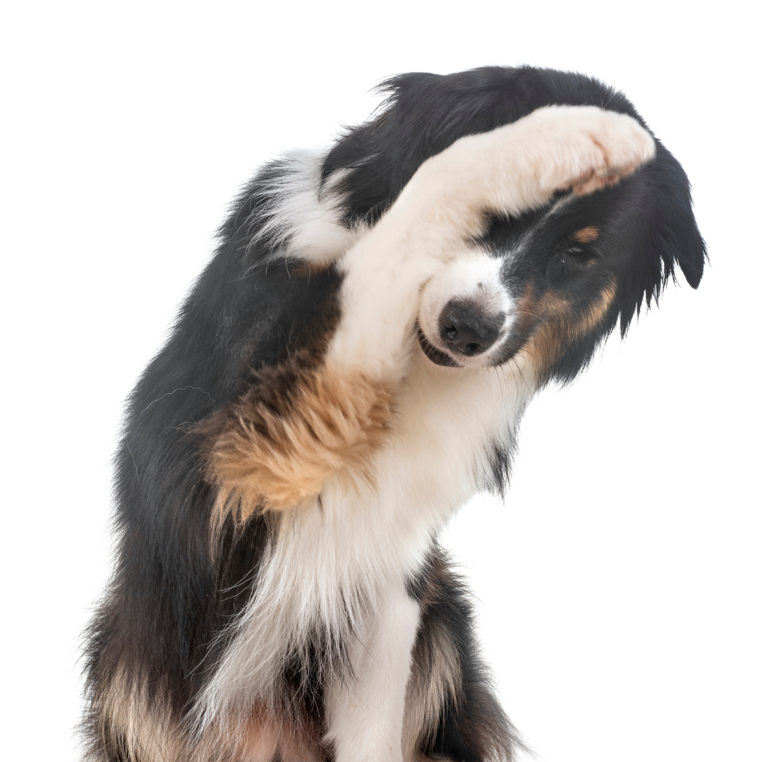 Eye problems in dogs