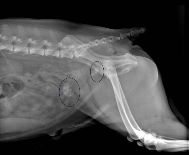 how can i tell if my dog has bladder stones